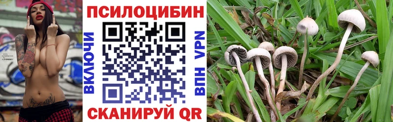 Псилоцибиновые грибы Psilocybe Змеиногорск